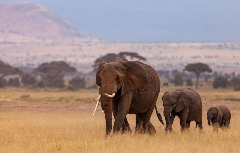 Maasai Mara, Kenya